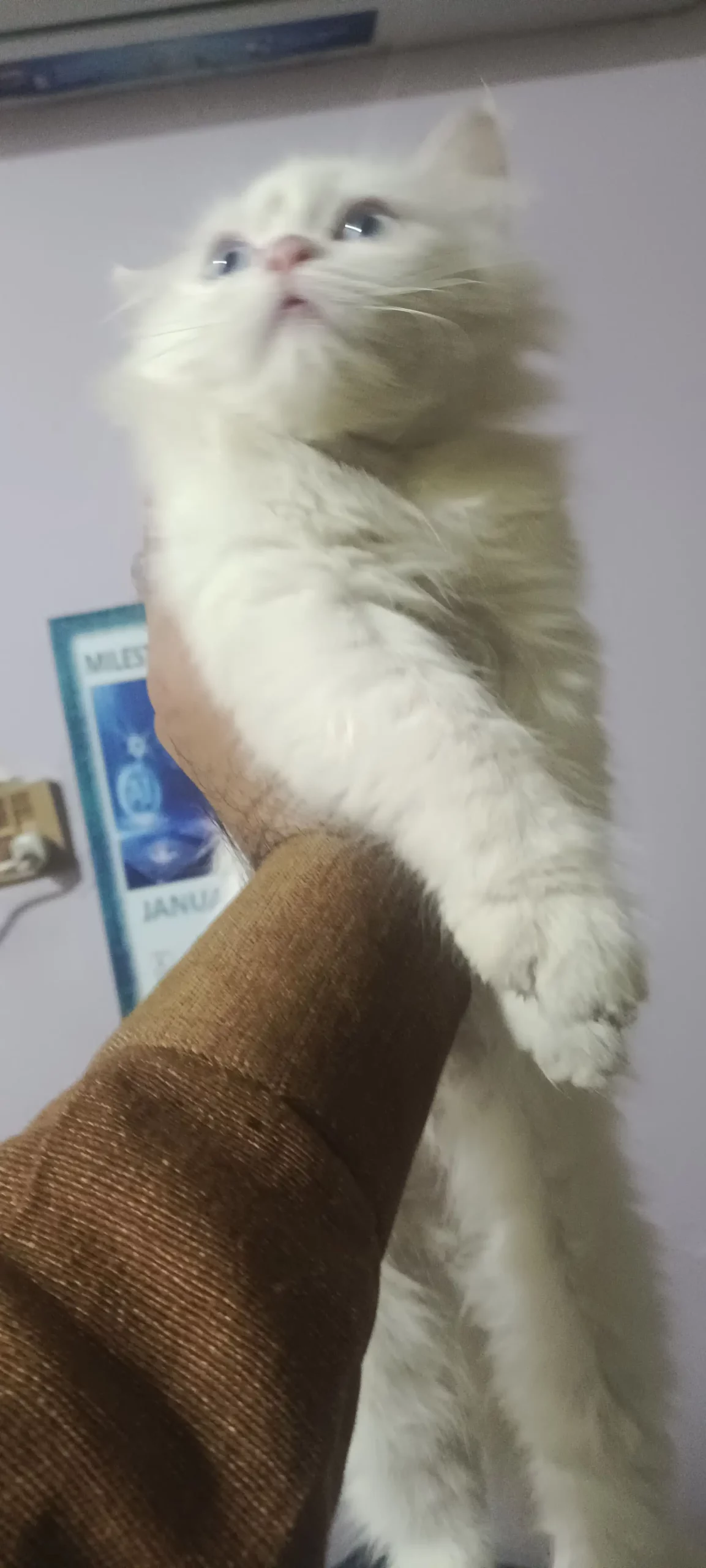 Pure persian triple coat