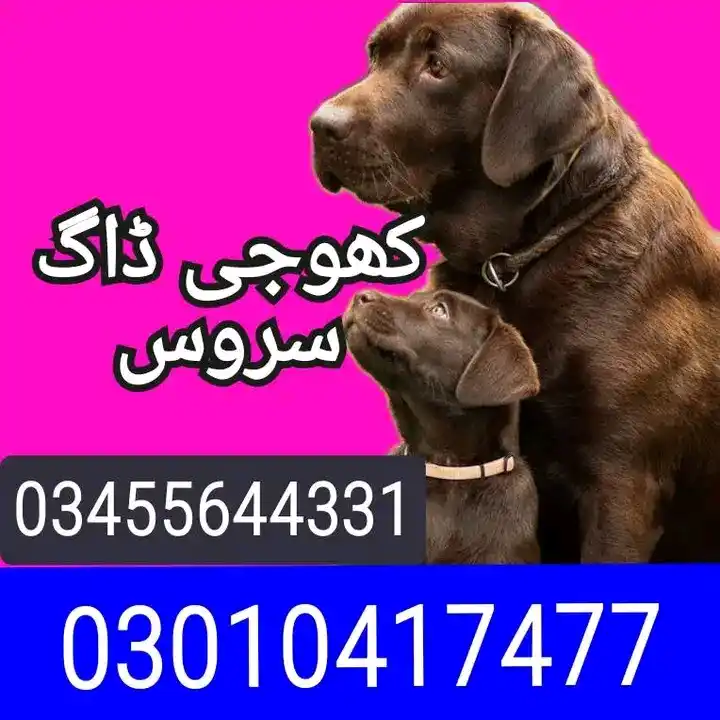 Army dog center 03336974100