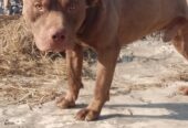 American Pitbull FOr Stud Avilable