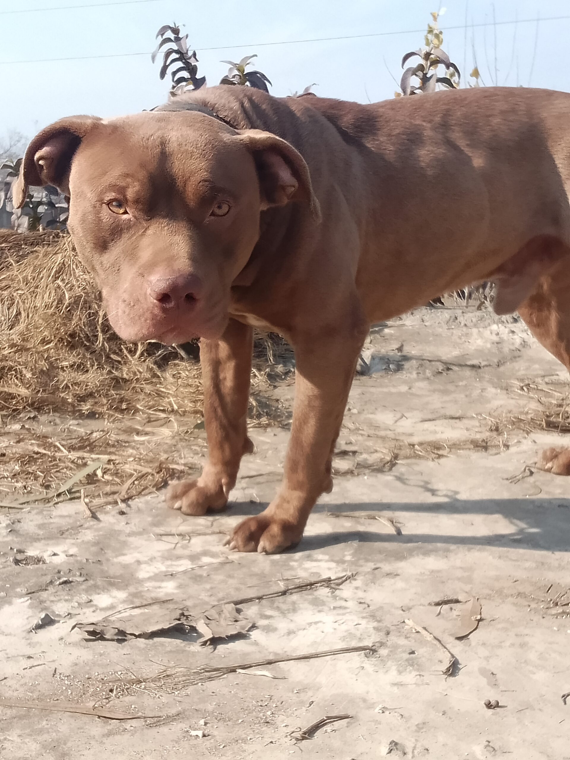 American Pitbull FOr Stud Avilable