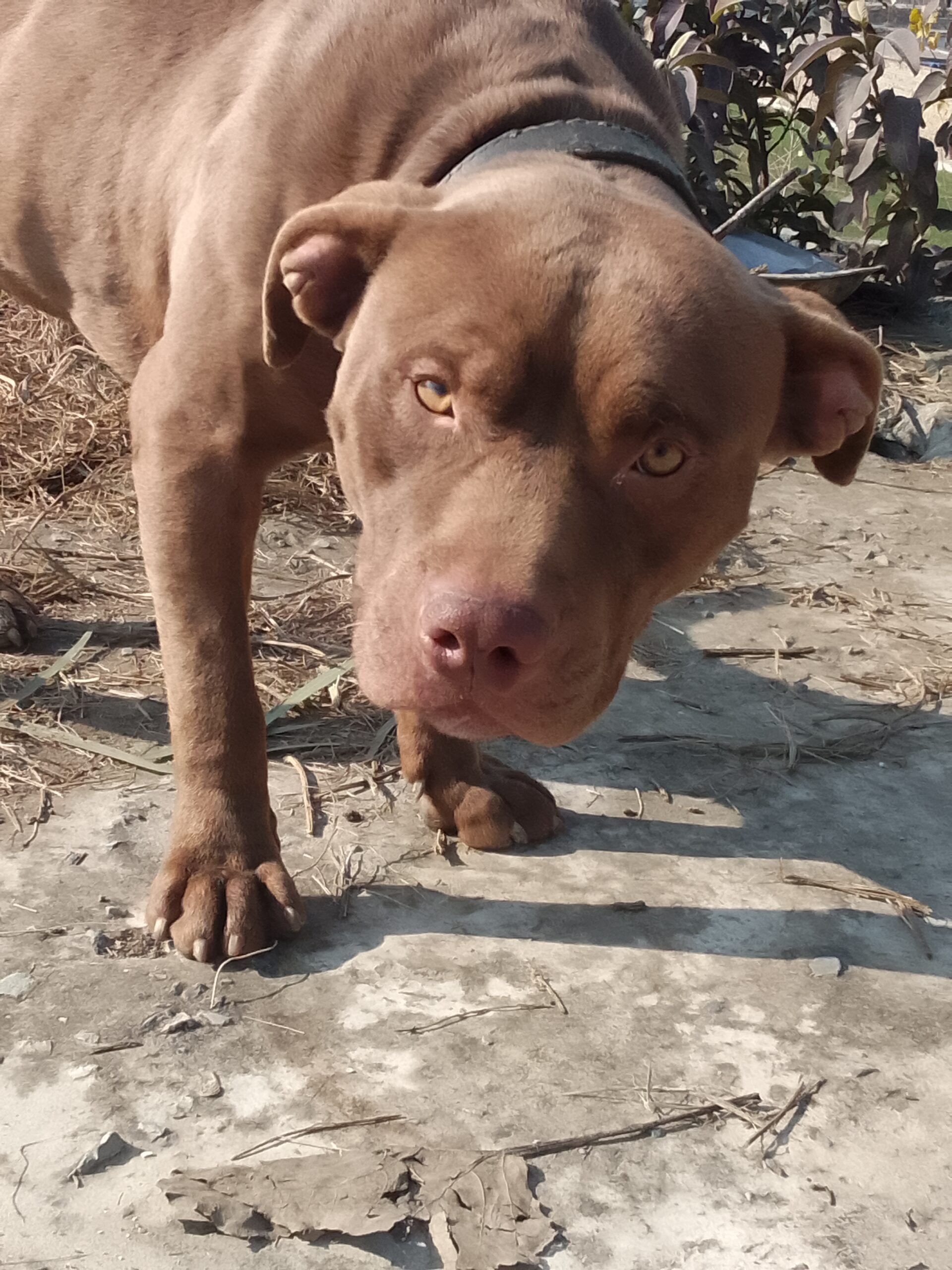 American Pitbull FOr Stud Avilable