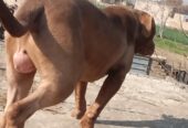 American Pitbull FOr Stud Avilable