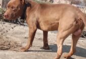 American Pitbull FOr Stud Avilable