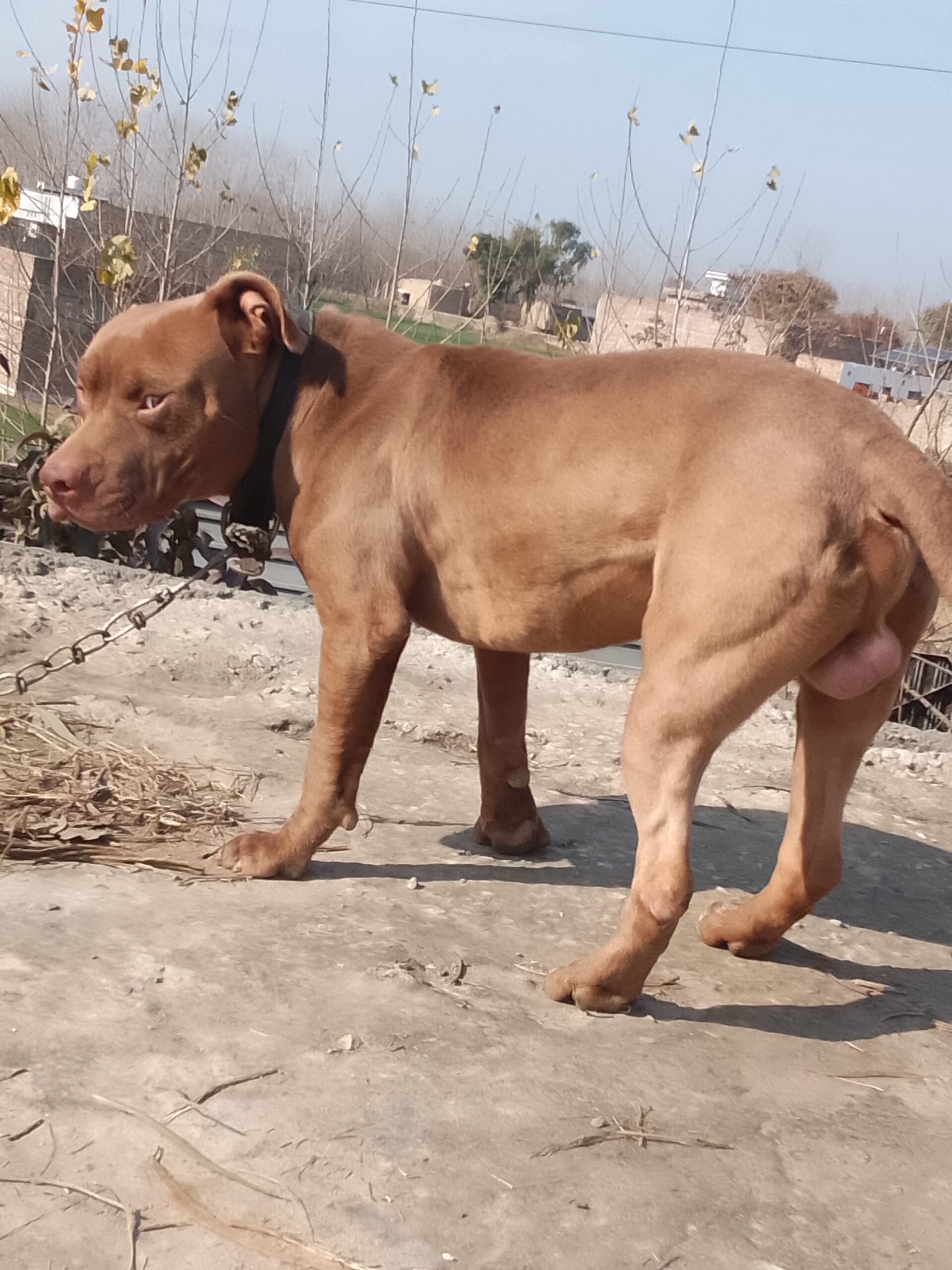 American Pitbull FOr Stud Avilable