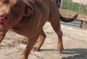 American Pitbull FOr Stud Avilable