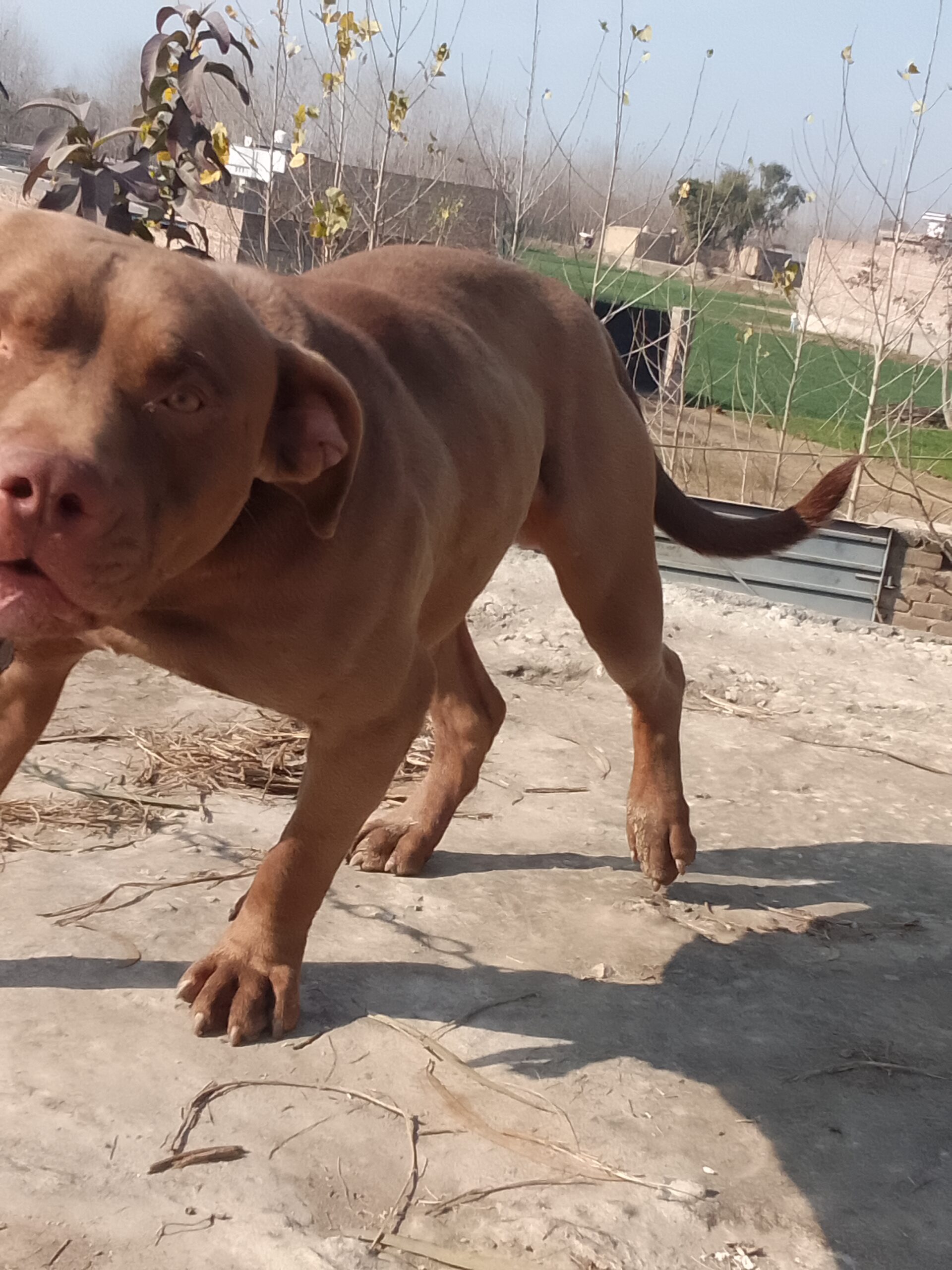 American Pitbull FOr Stud Avilable