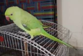 Green Ring neck Parrot for sale