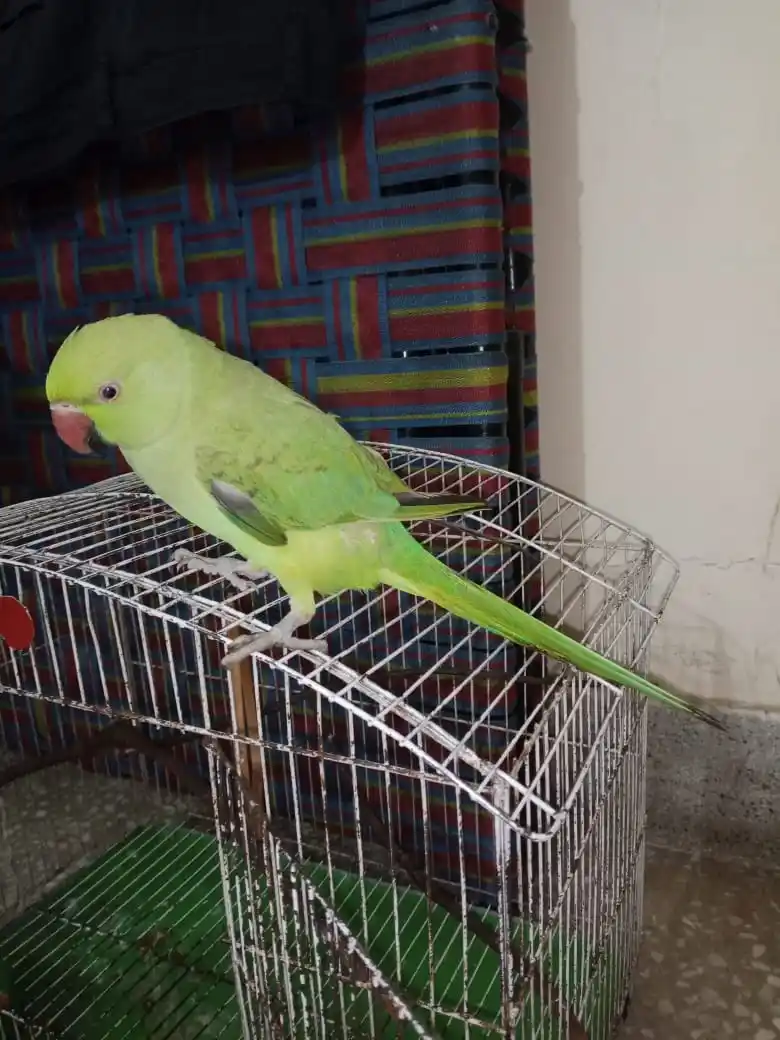Green Ring neck Parrot for sale