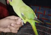Green Ring neck Parrot for sale