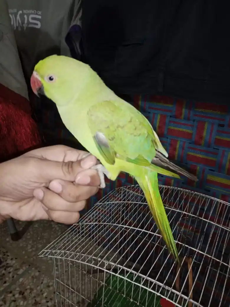 Green Ring neck Parrot for sale