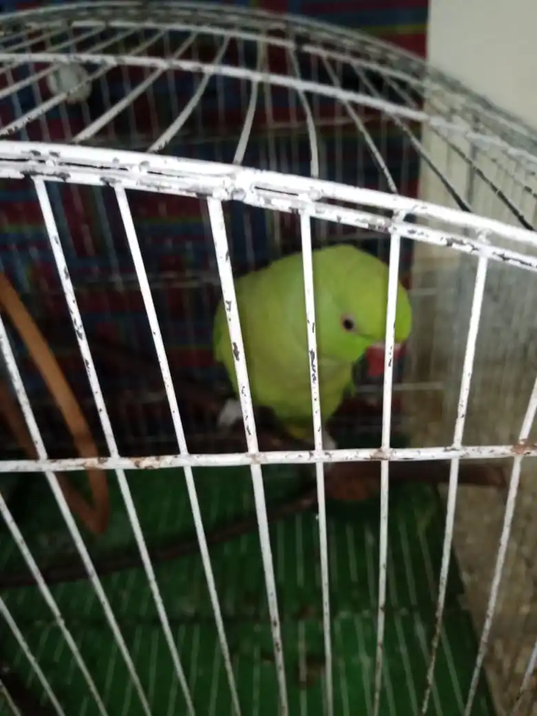Green Ring neck Parrot for sale