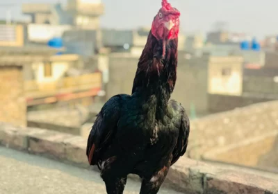 abbc381a-93f0-4a66-b6d7-d45d7d8df323