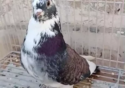 ad5f66f7-3a3a-44e3-aab9-62b0b67b2ac6