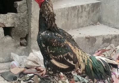 af0d929e-6f9e-4ee1-875e-90d4a49b392f