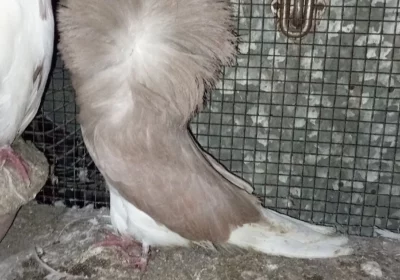 b0cc9258-b59e-4e52-acf3-3c9568f9d096-1