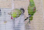 Raw Kashmiri parrots pairs for sell with cage
