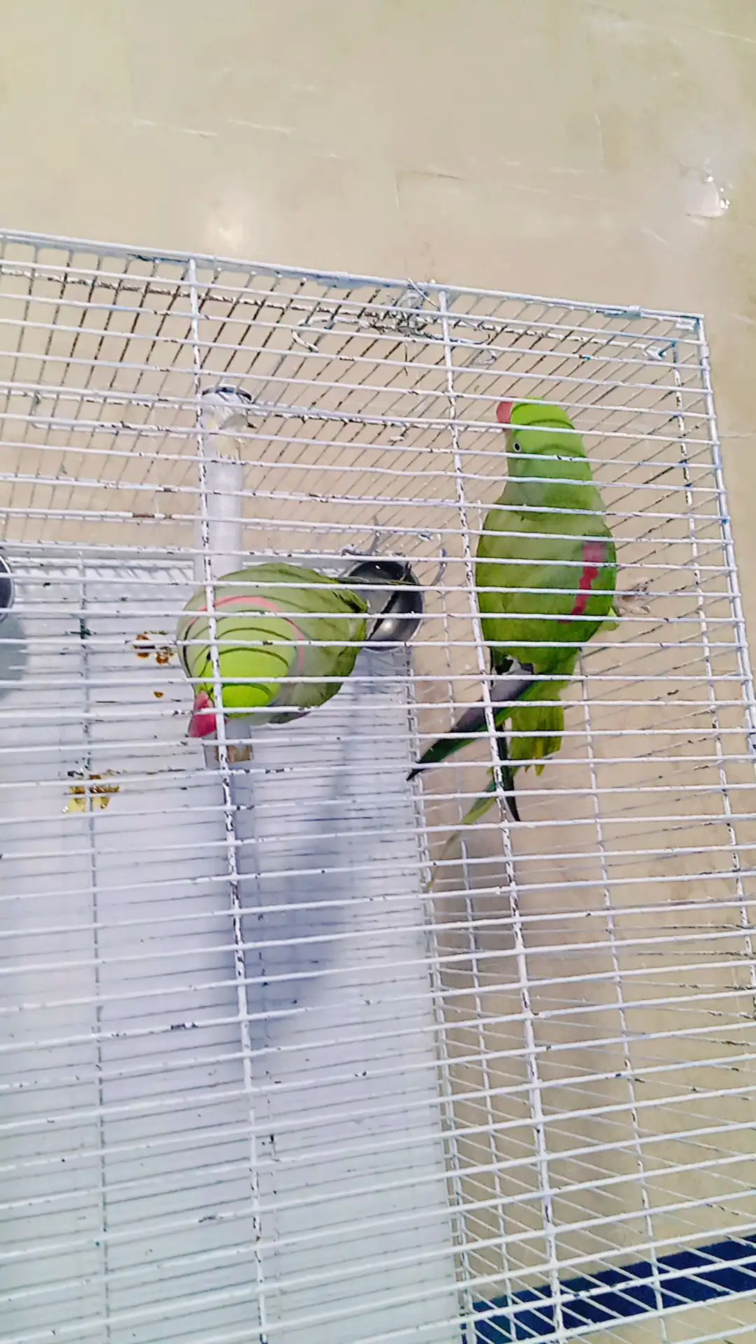 Raw Kashmiri parrots pairs for sell with cage