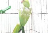 Female Ringneck Parrot for Sale