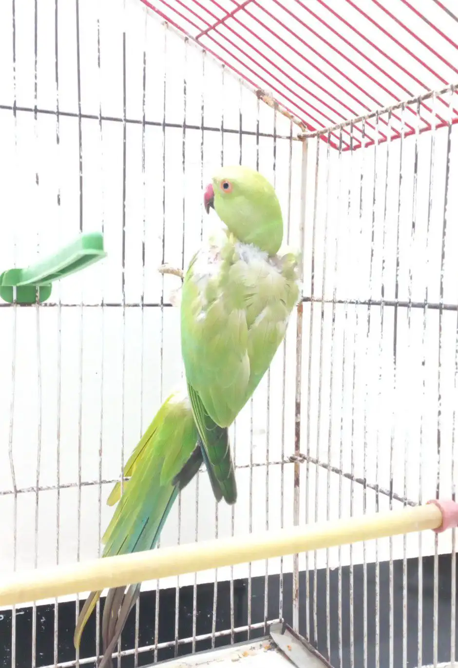 Female Ringneck Parrot for Sale