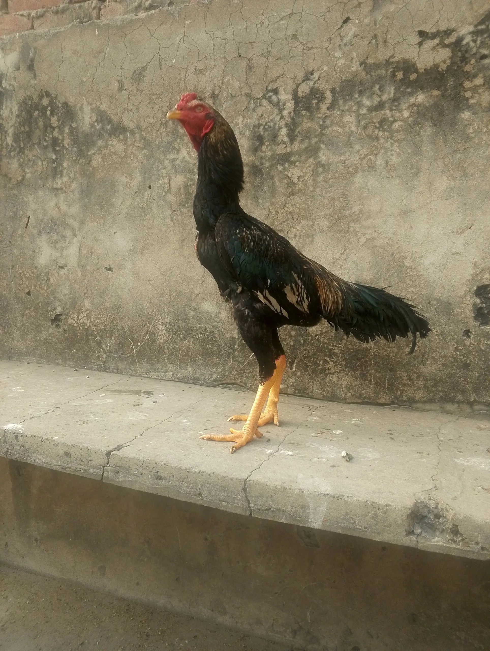 Aseel setup for sale