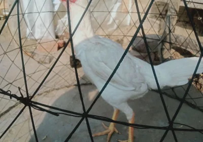 b38983fc-1bb1-4ca8-809f-e56227443a77-2