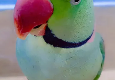 b66d1a39-4b3f-416b-ac09-4e64183014a8