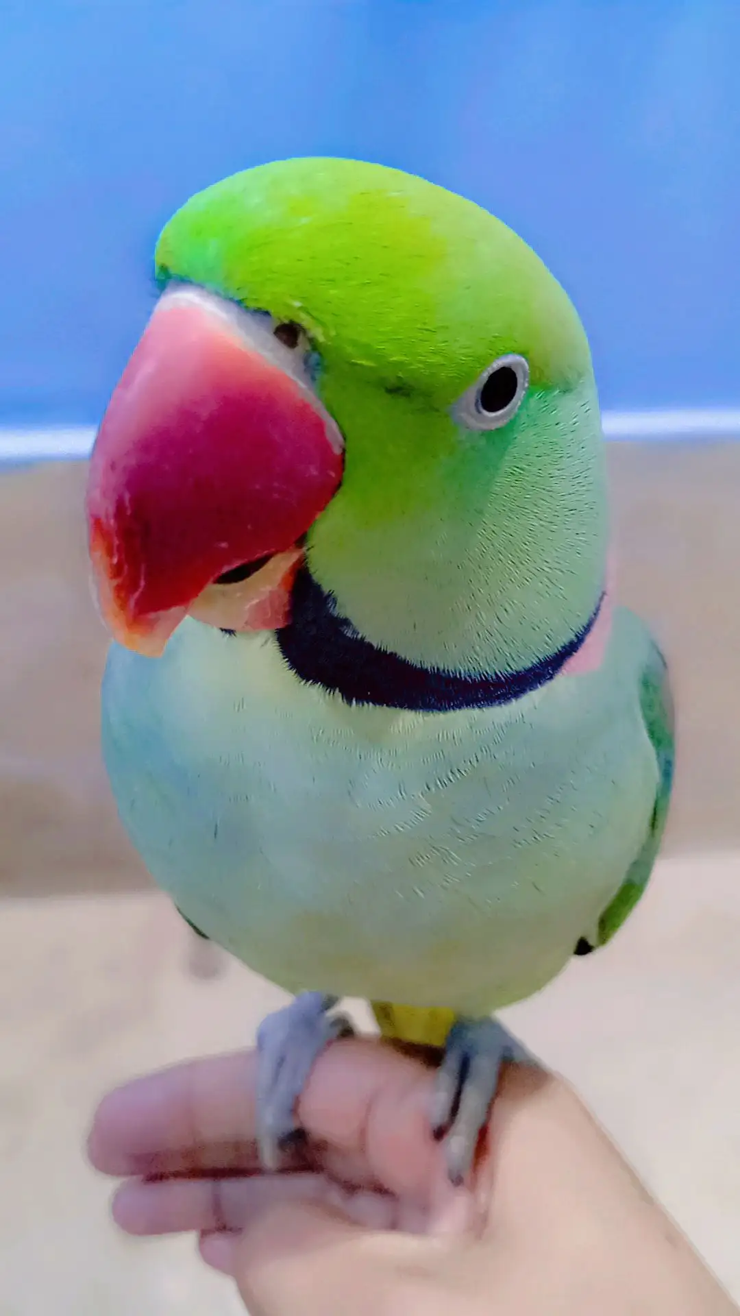 Raw Kashmiri parrots pairs for sell with cage