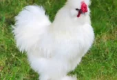 WHITE SILKIE BREEDER