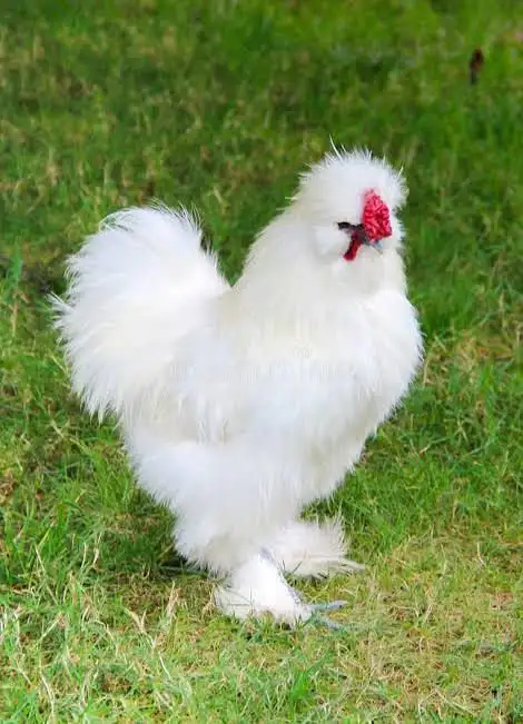 WHITE SILKIE BREEDER