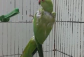 Female Ringneck Parrot for Sale