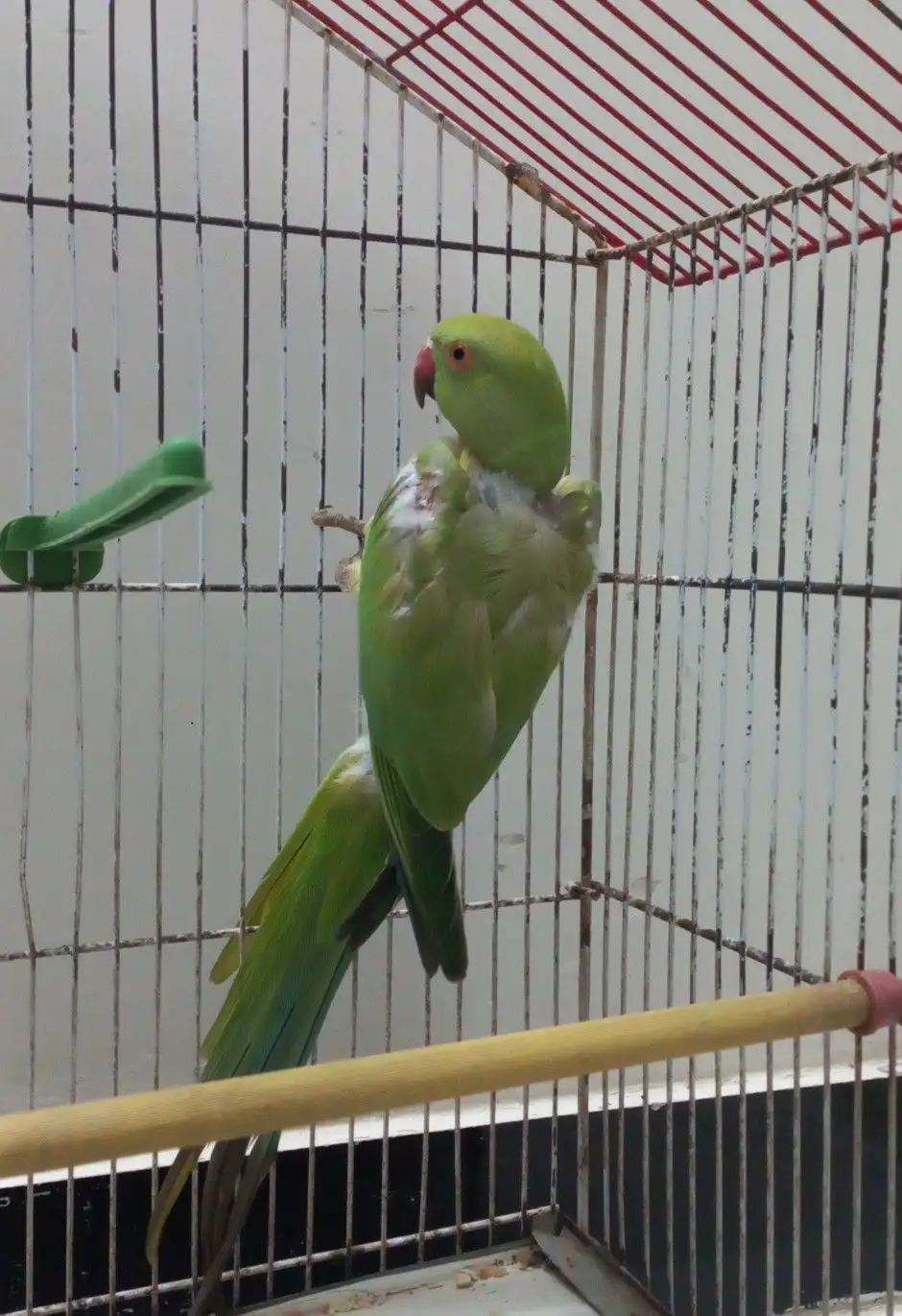 Female Ringneck Parrot for Sale