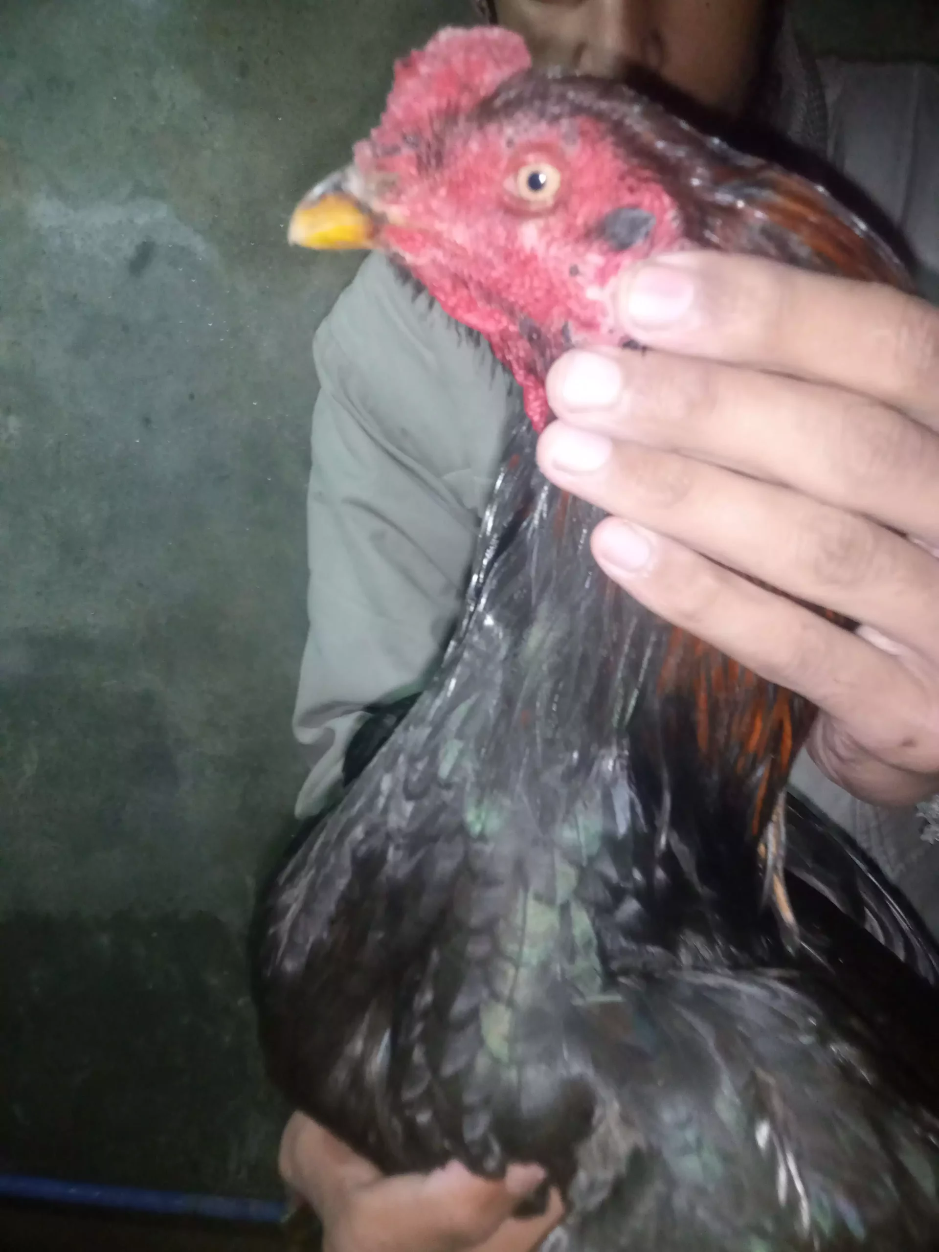 Pure mushka aseel pair