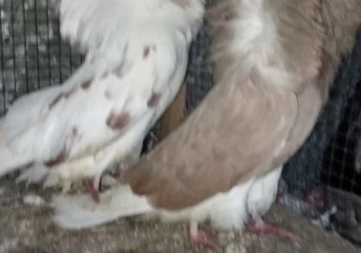 be640713-6835-44e9-9f25-c9ce2c20097a