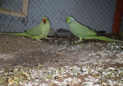 beed819e-9b19-4bc7-8abc-eebc4968acd3