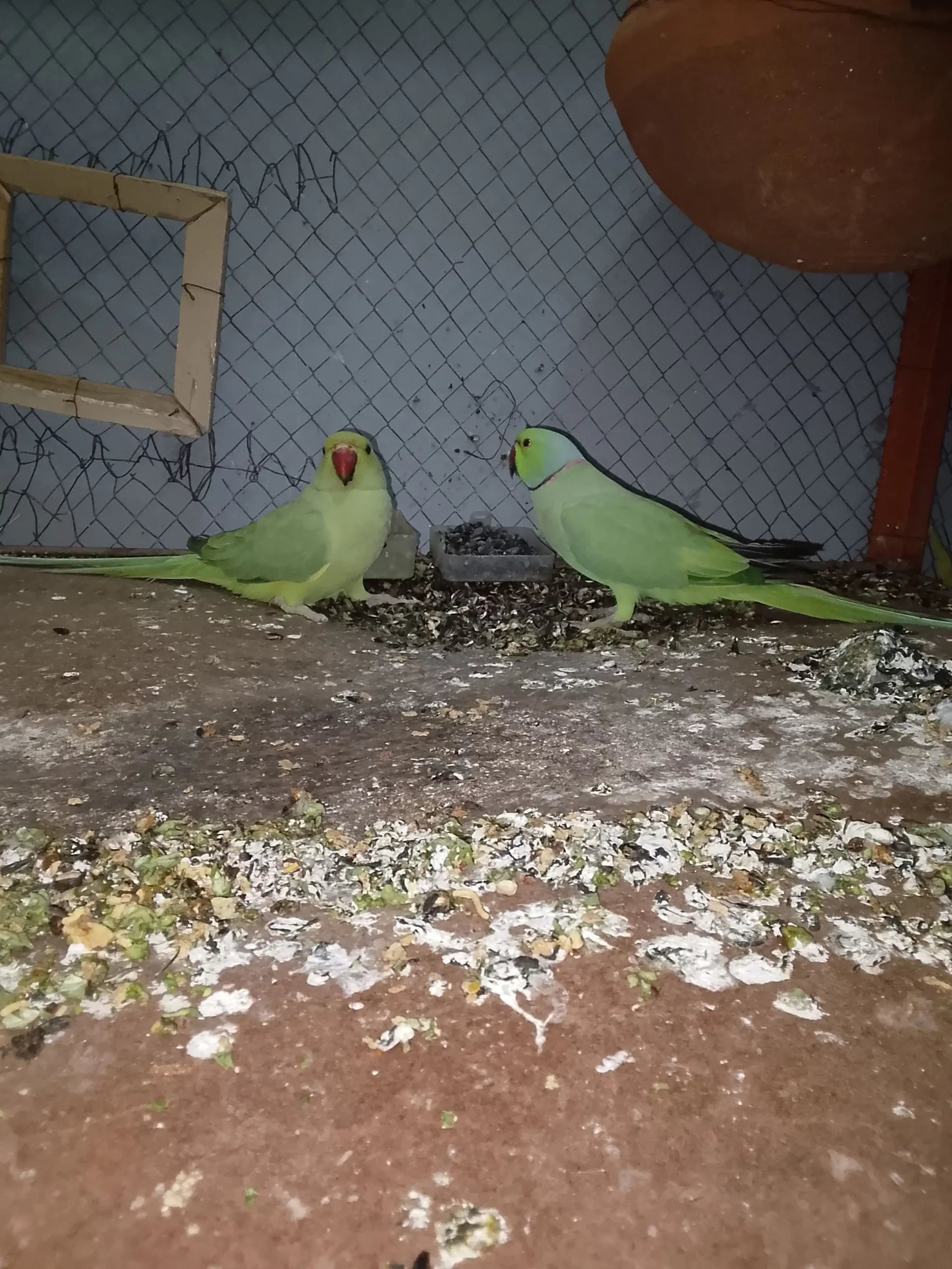 Inshallah munaseb price per milega inshallah zaror