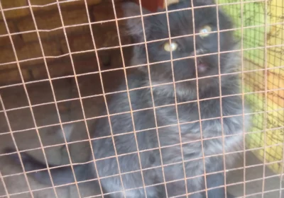 c0720004-fc9d-4e1d-999e-f0587b7ec530