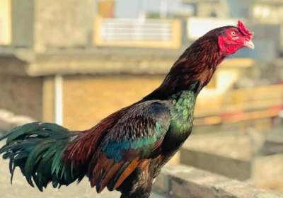 c0876e0c-ba1d-4f70-84c5-7d4897fad715