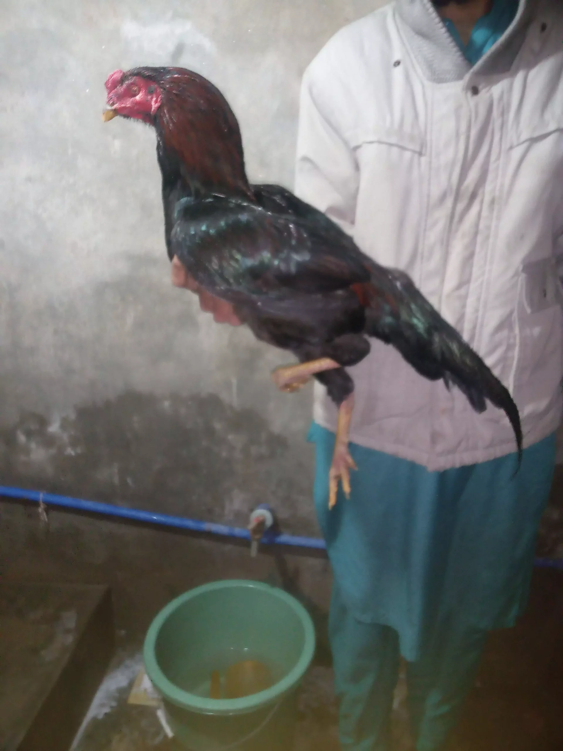 Pure mushka aseel pair