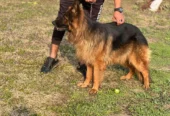 Male Non pedigare getman shepherd for sale.