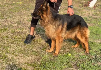 c6667950-d865-40a1-b342-7eabad86e98a