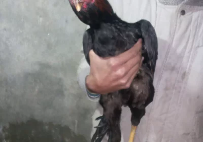 c7327938-9add-4a16-8a05-7a557cc500d6