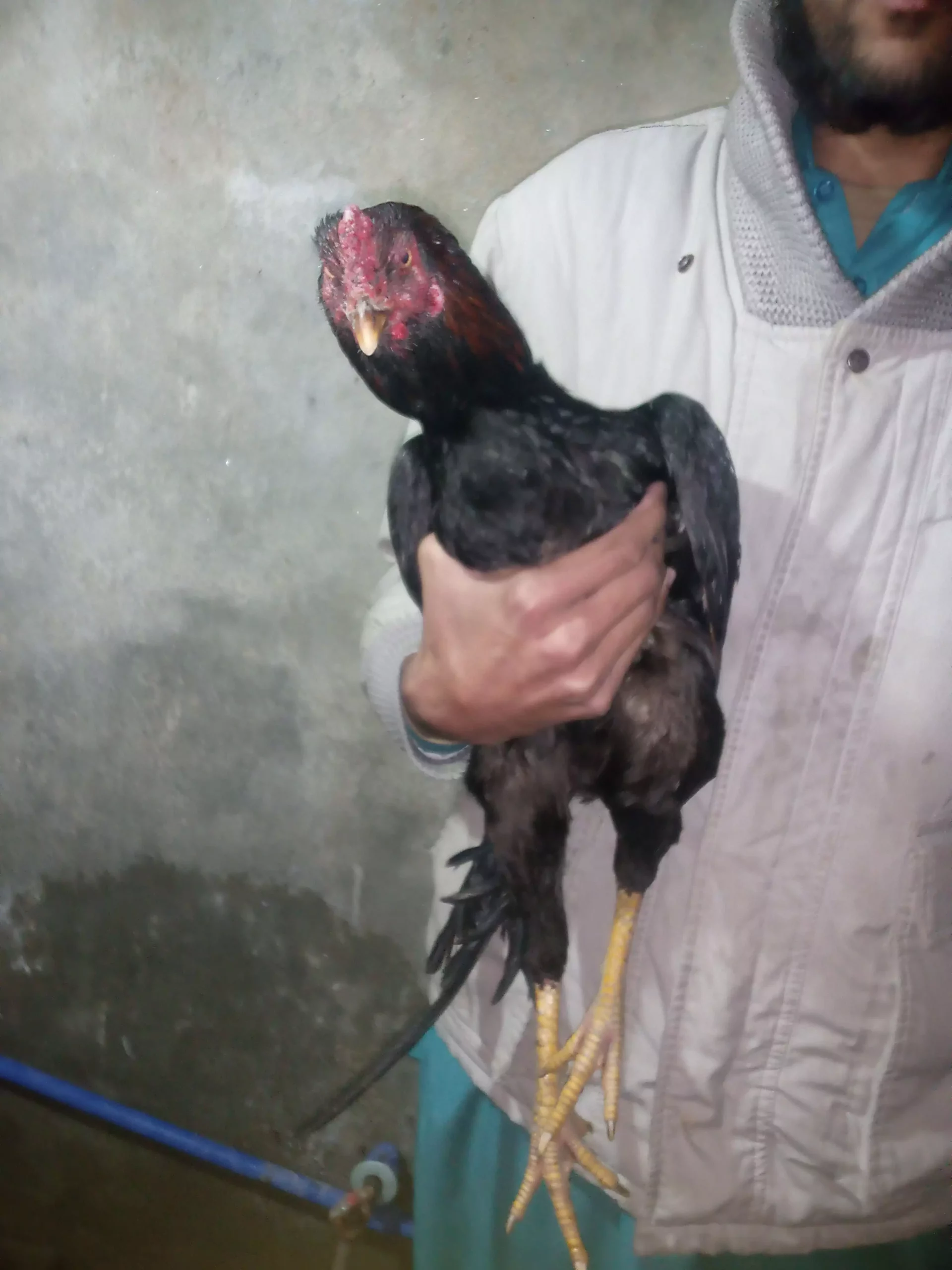 Pure mushka aseel pair