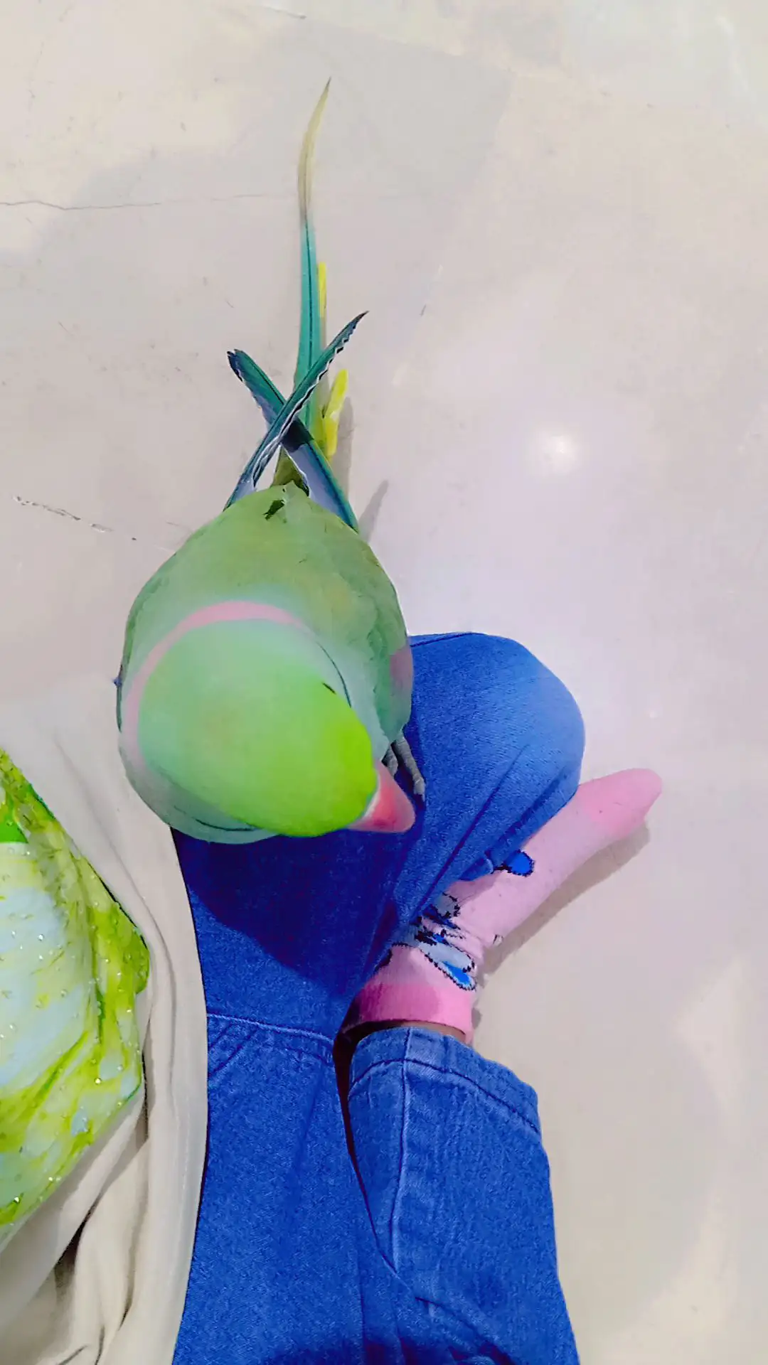 Raw Kashmiri parrots pairs for sell with cage