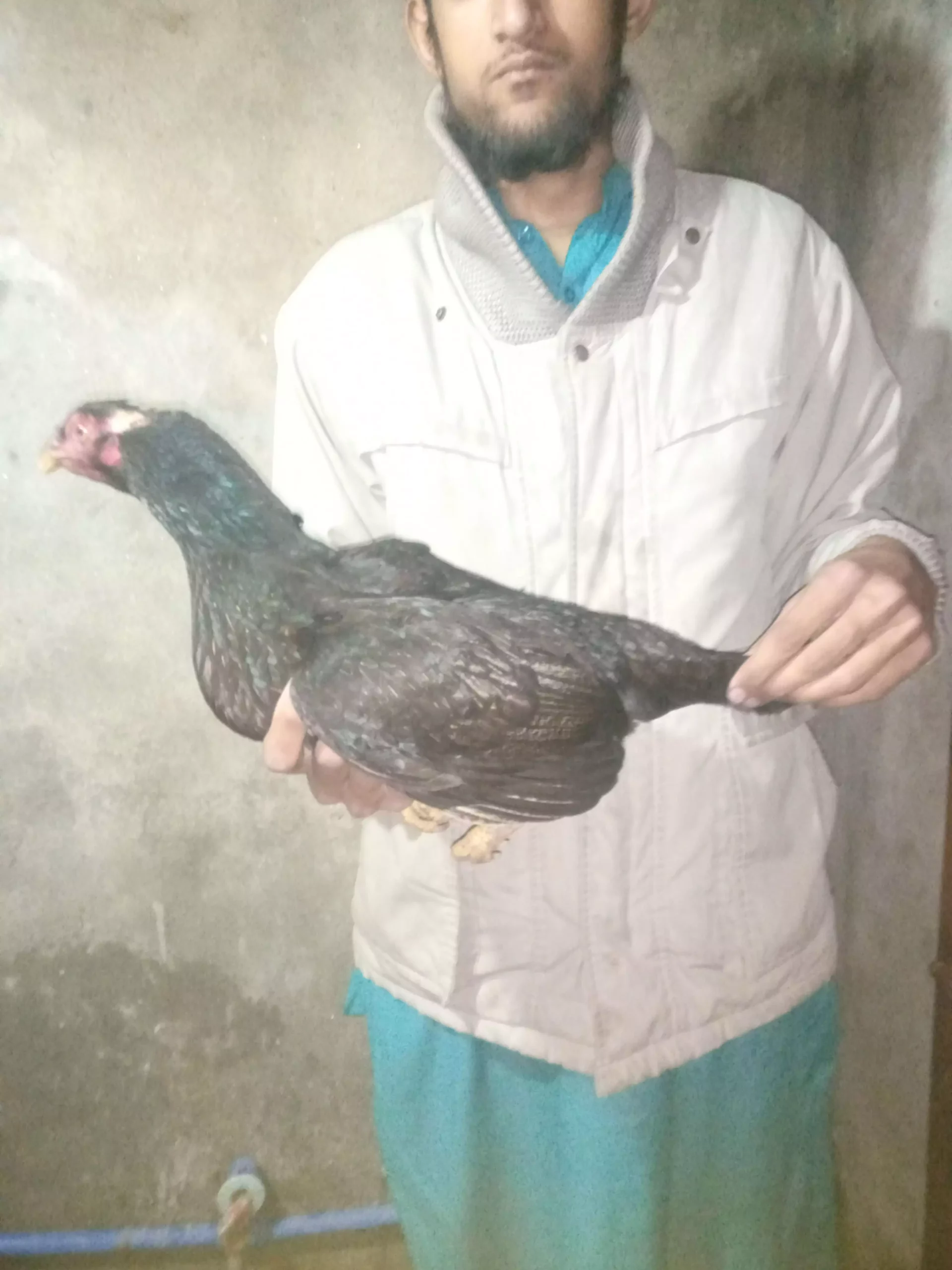 Pure mushka aseel pair