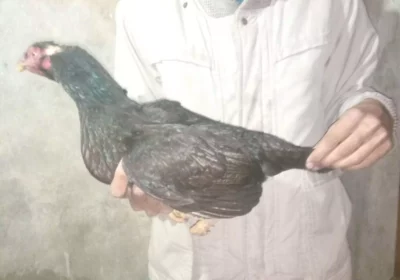 c9481ee1-df82-42b1-82f0-998dbd1389ff