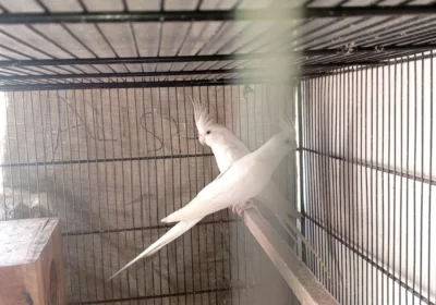 cb1c460d-9efb-4fe5-bb06-c14ace26d571