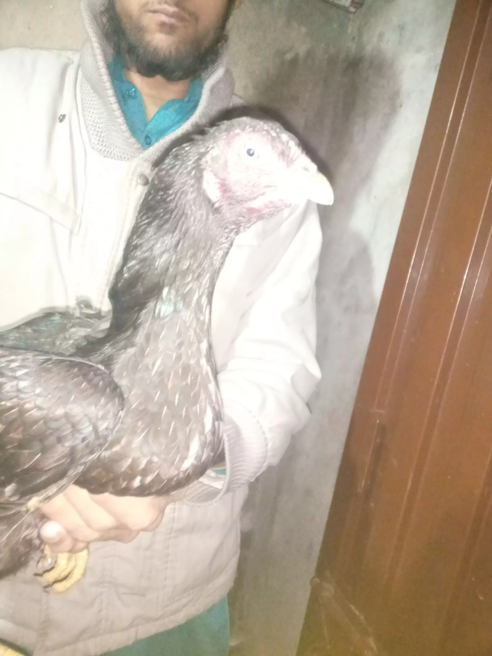 Pure mushka aseel pair