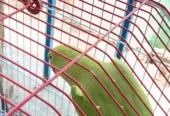 Green parrot
