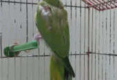 Female Ringneck Parrot for Sale