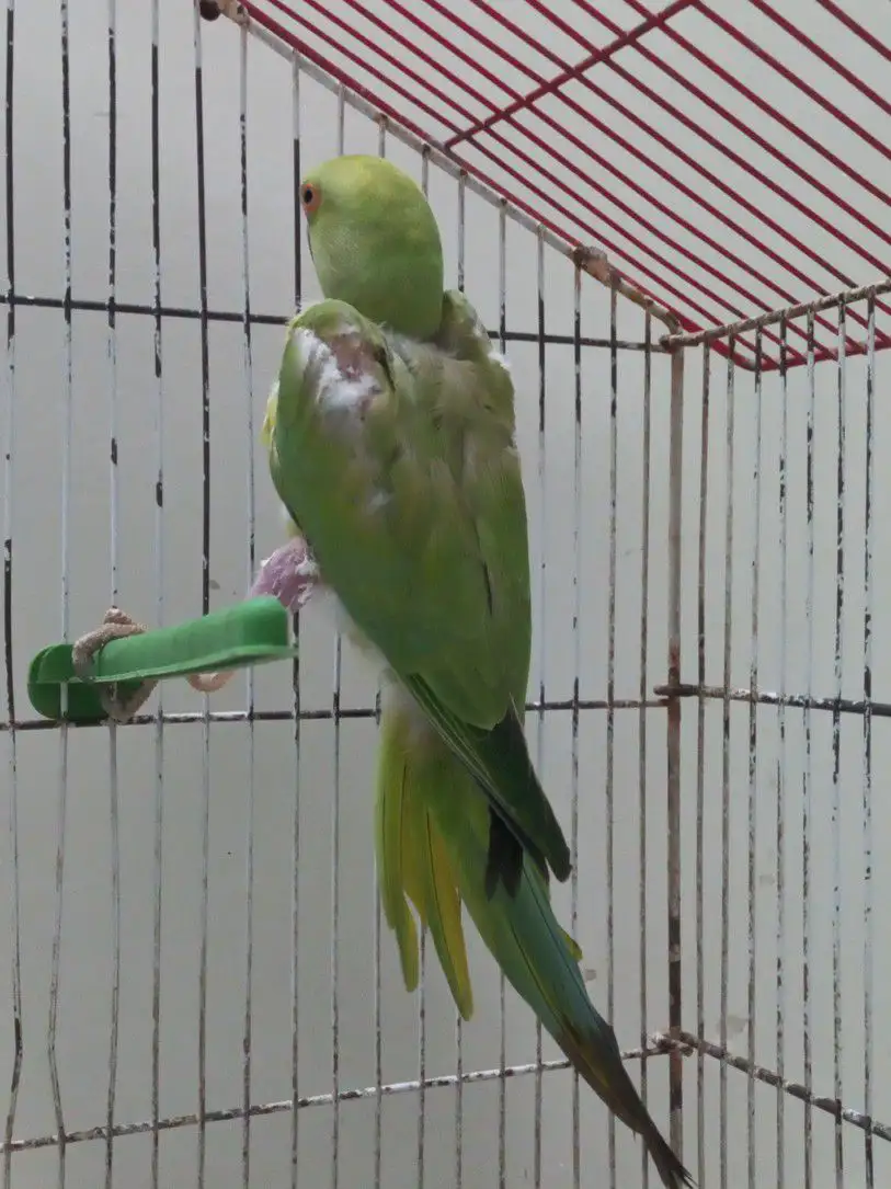 Female Ringneck Parrot for Sale